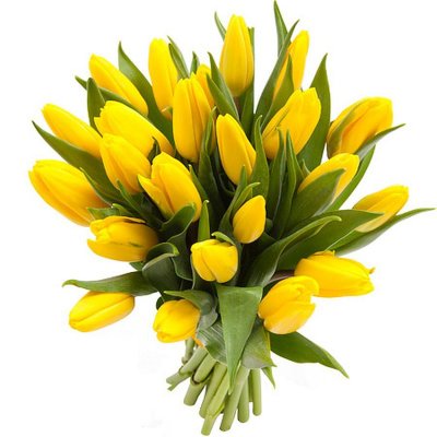 Yellow Tulips