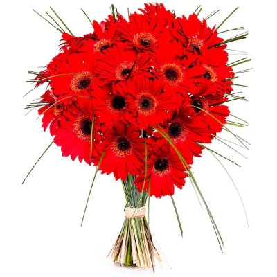 Red Gerberas